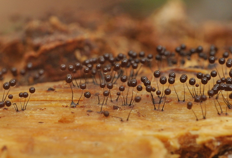 Comatricha nigra (Pers.) Schroet